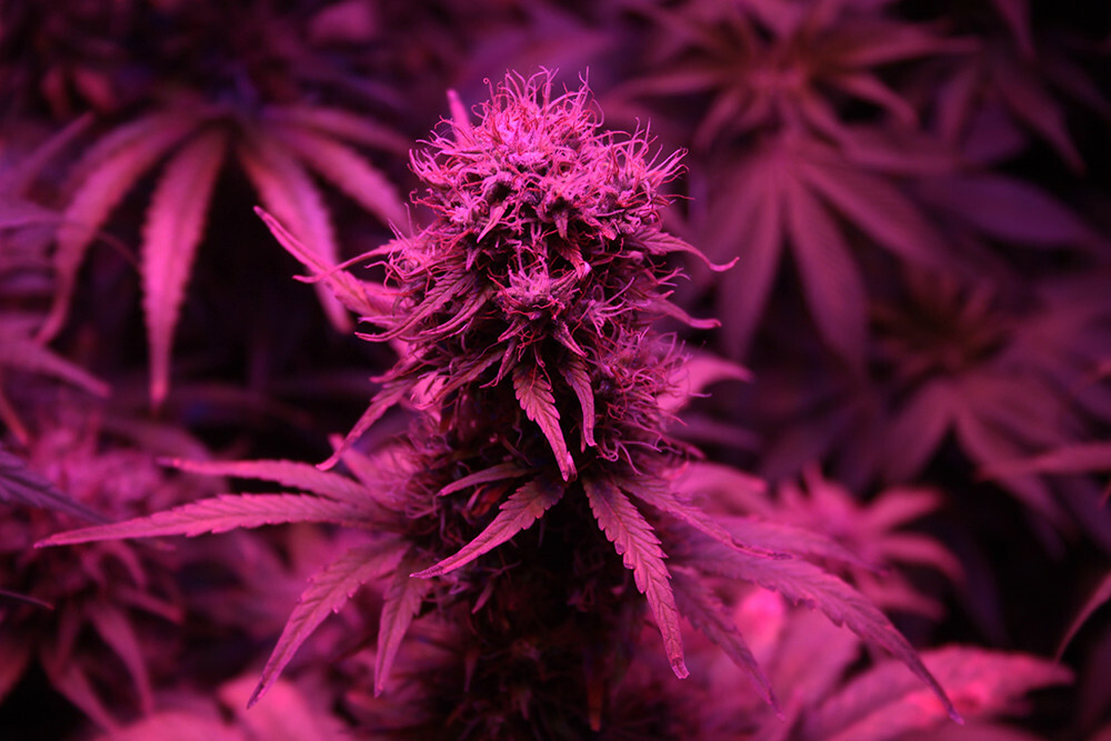 Seedsman - Blueberry Auto (auto/fem.)