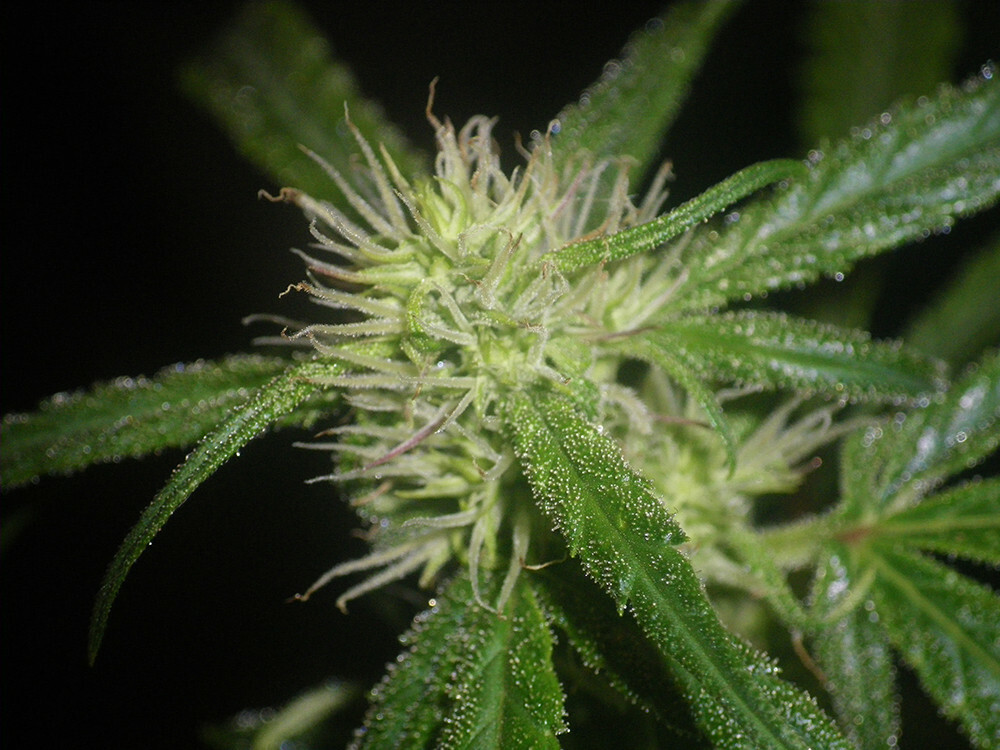 Seedsman - Blueberry Auto (auto/fem.)
