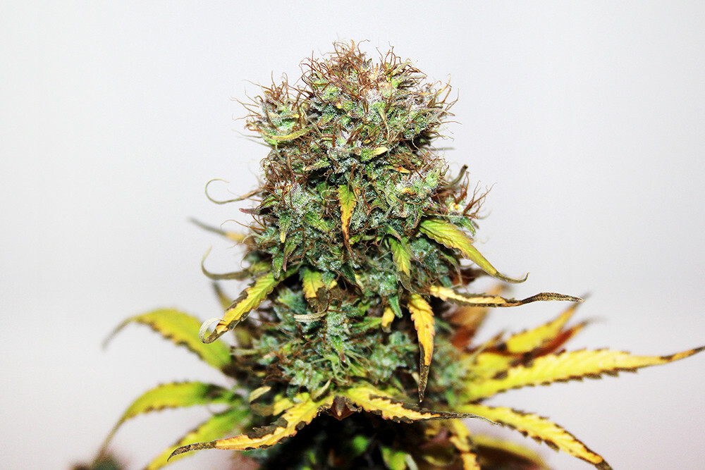 Seedsman - Blueberry Auto (auto/fem.)