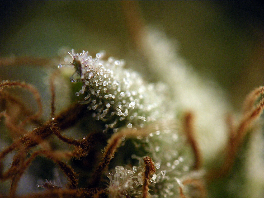 Seedsman - Blueberry Auto (auto/fem.)