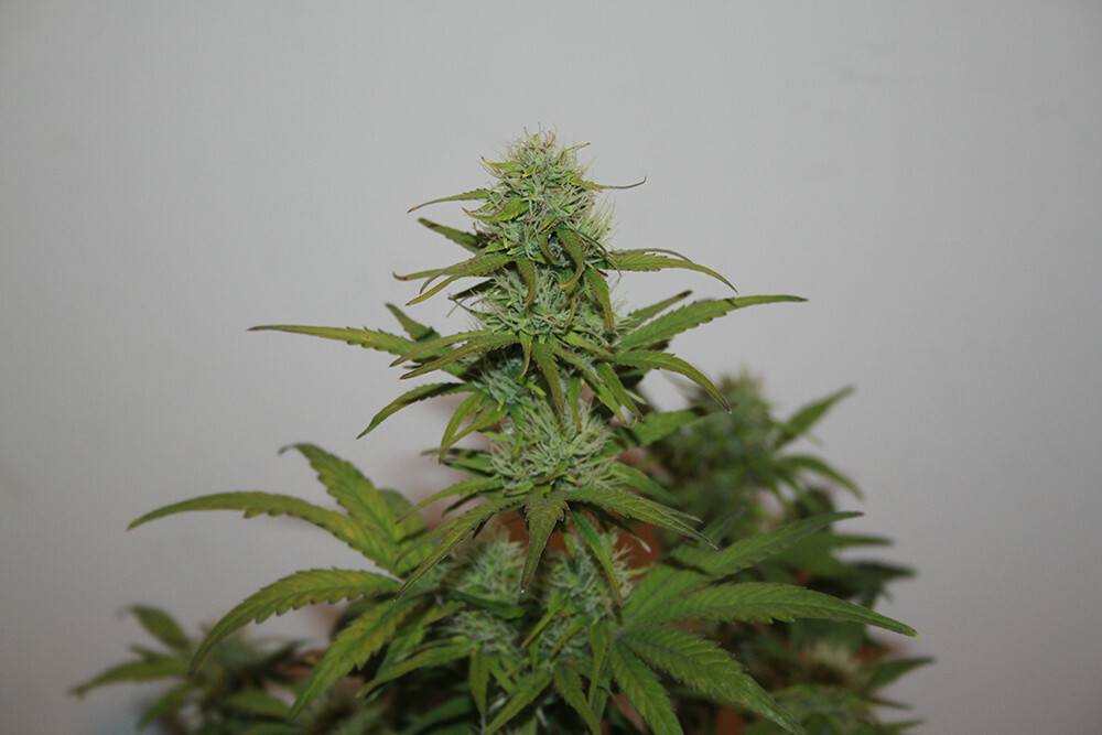 Seedsman - Blueberry Auto (auto/fem.)