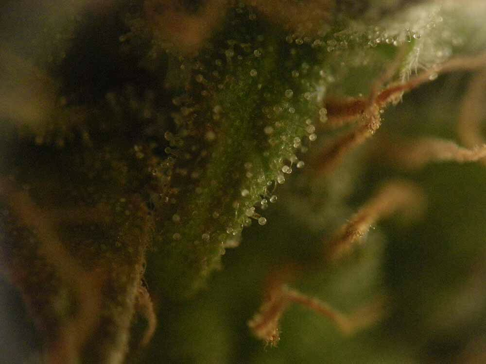 Seedsman - Blueberry Auto (auto/fem.)