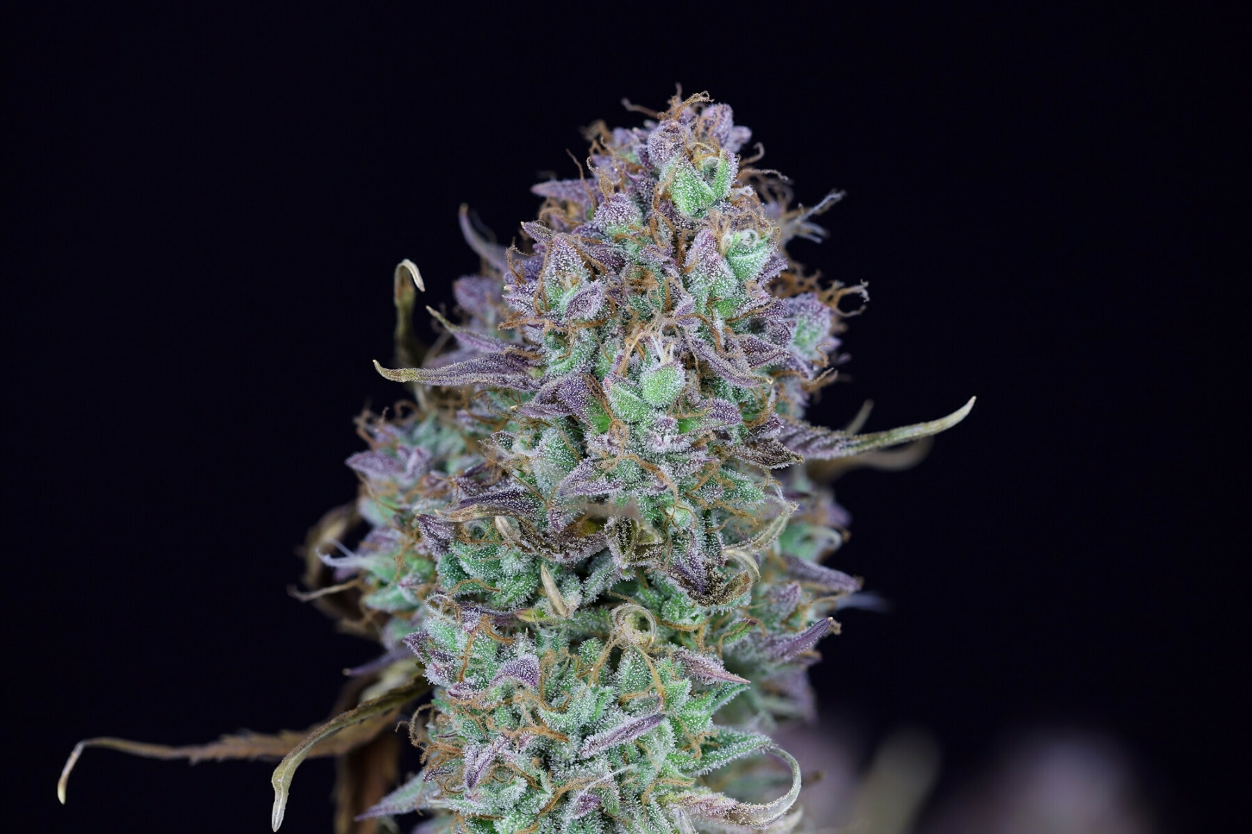 Seedsman - OG Kush Auto (auto/fem.)