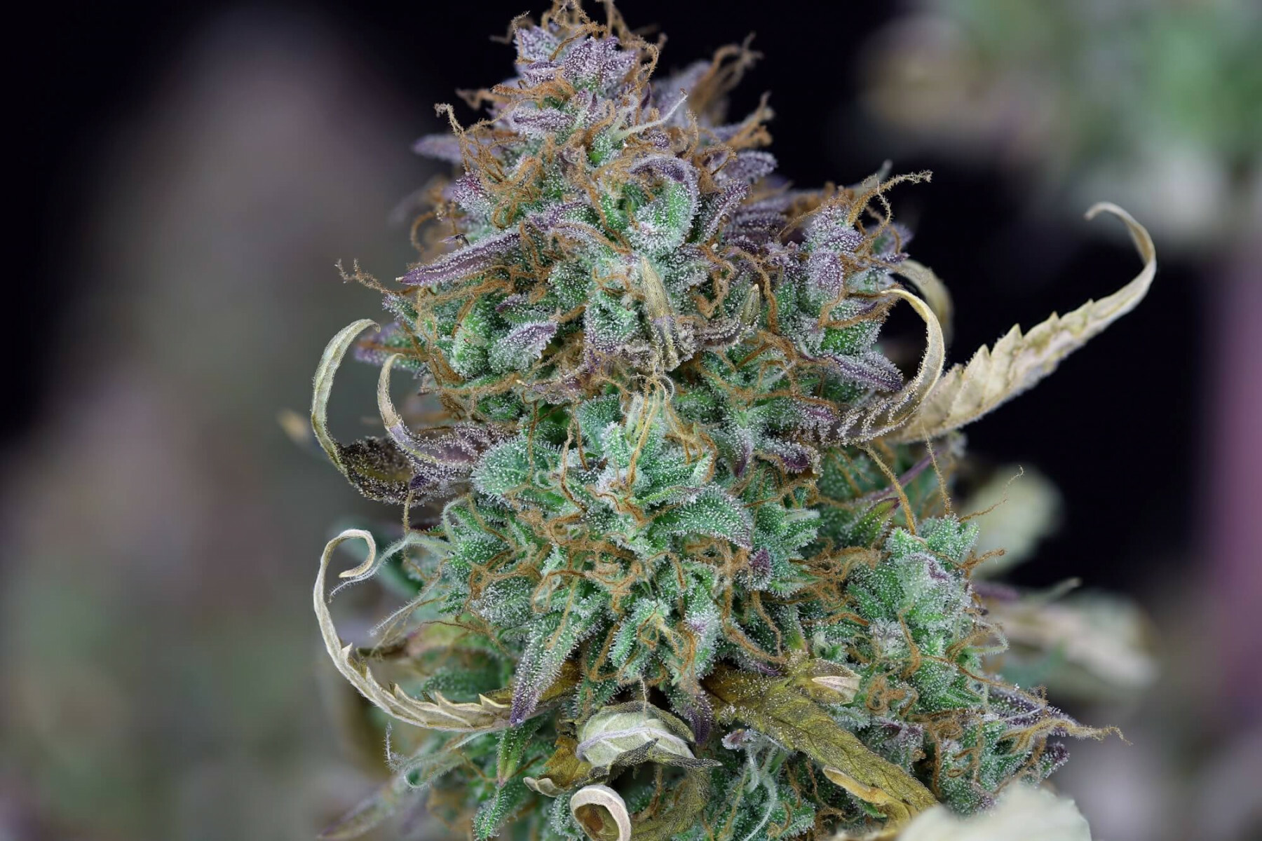Seedsman - OG Kush Auto (auto/fem.)