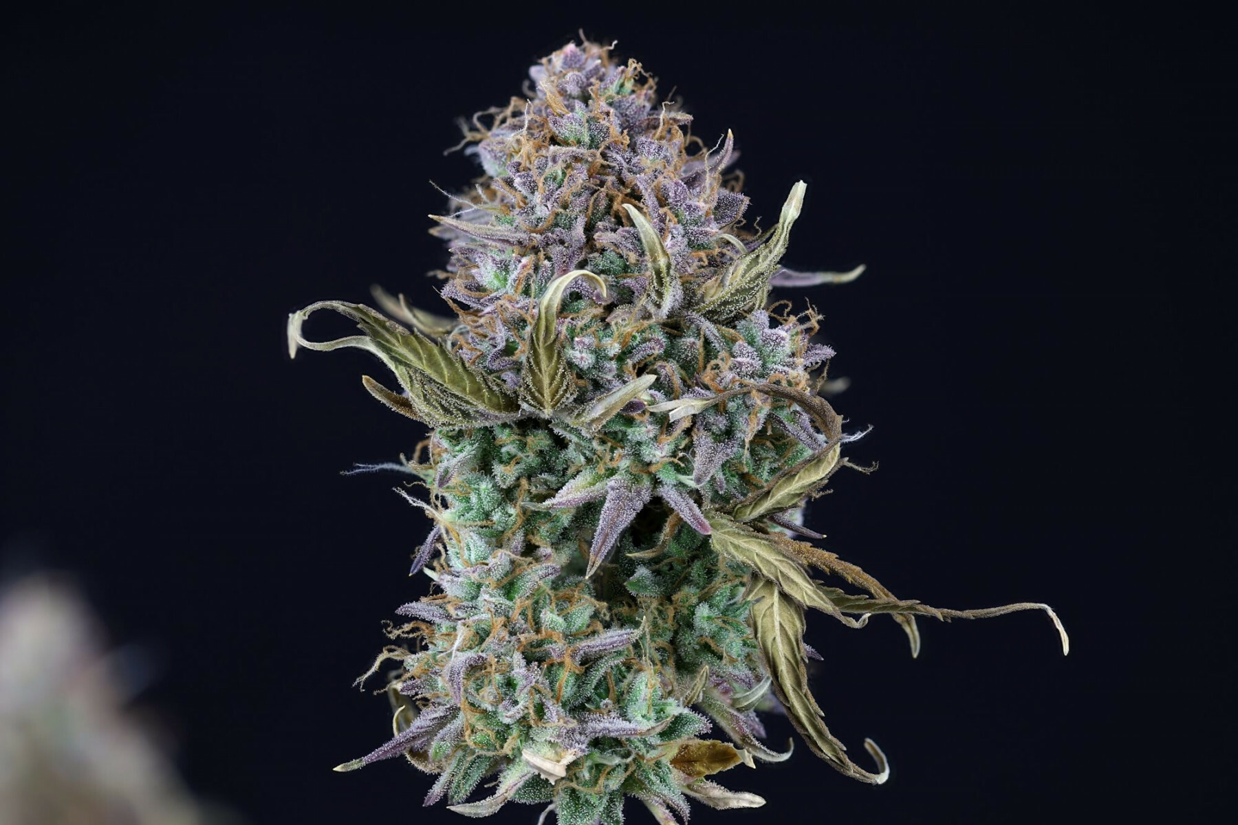 Seedsman - OG Kush Auto (auto/fem.)