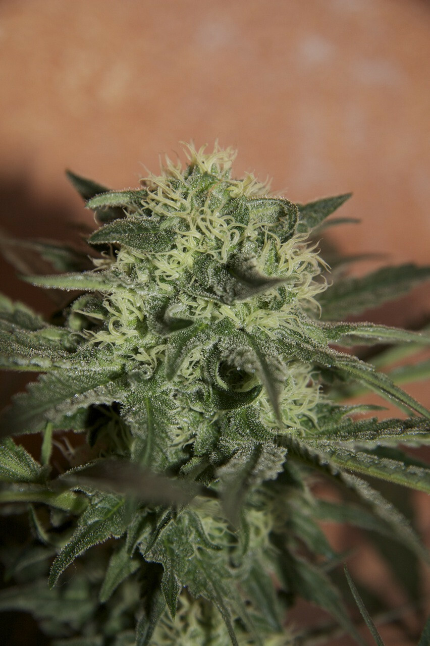 Seedsman - Lemon Auto (auto/fem.)