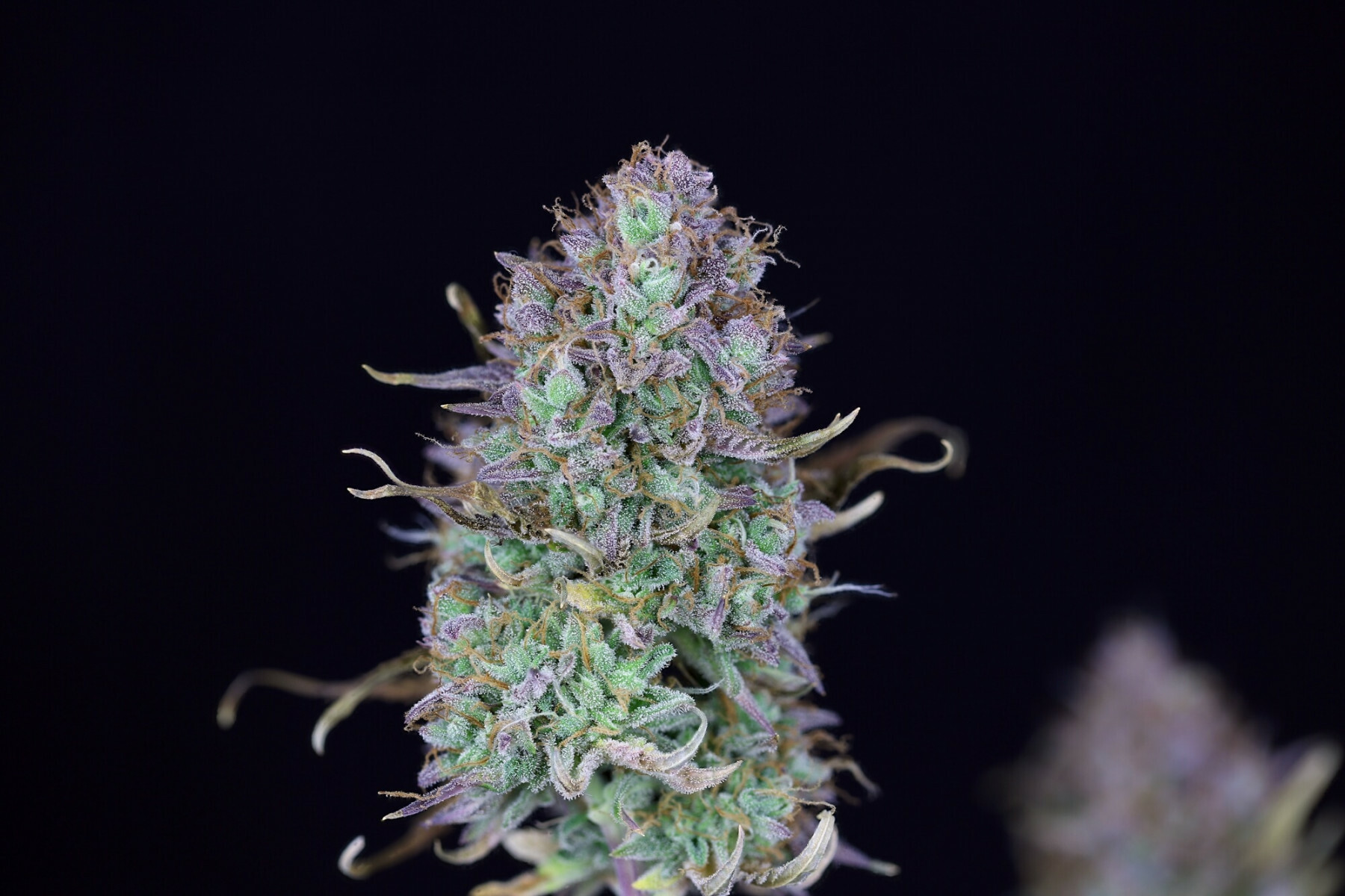 Seedsman - OG Kush Auto (auto/fem.)