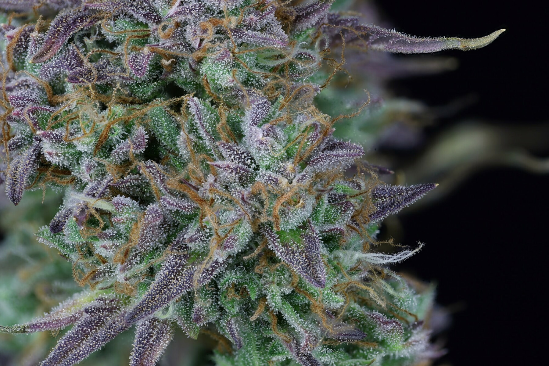 Seedsman - OG Kush Auto (auto/fem.)