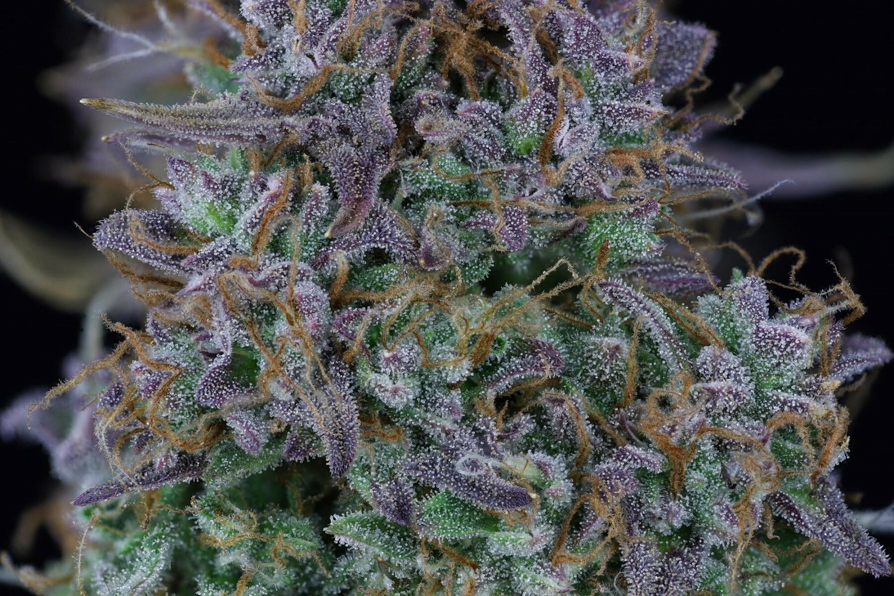 Seedsman - OG Kush Auto (auto/fem.)