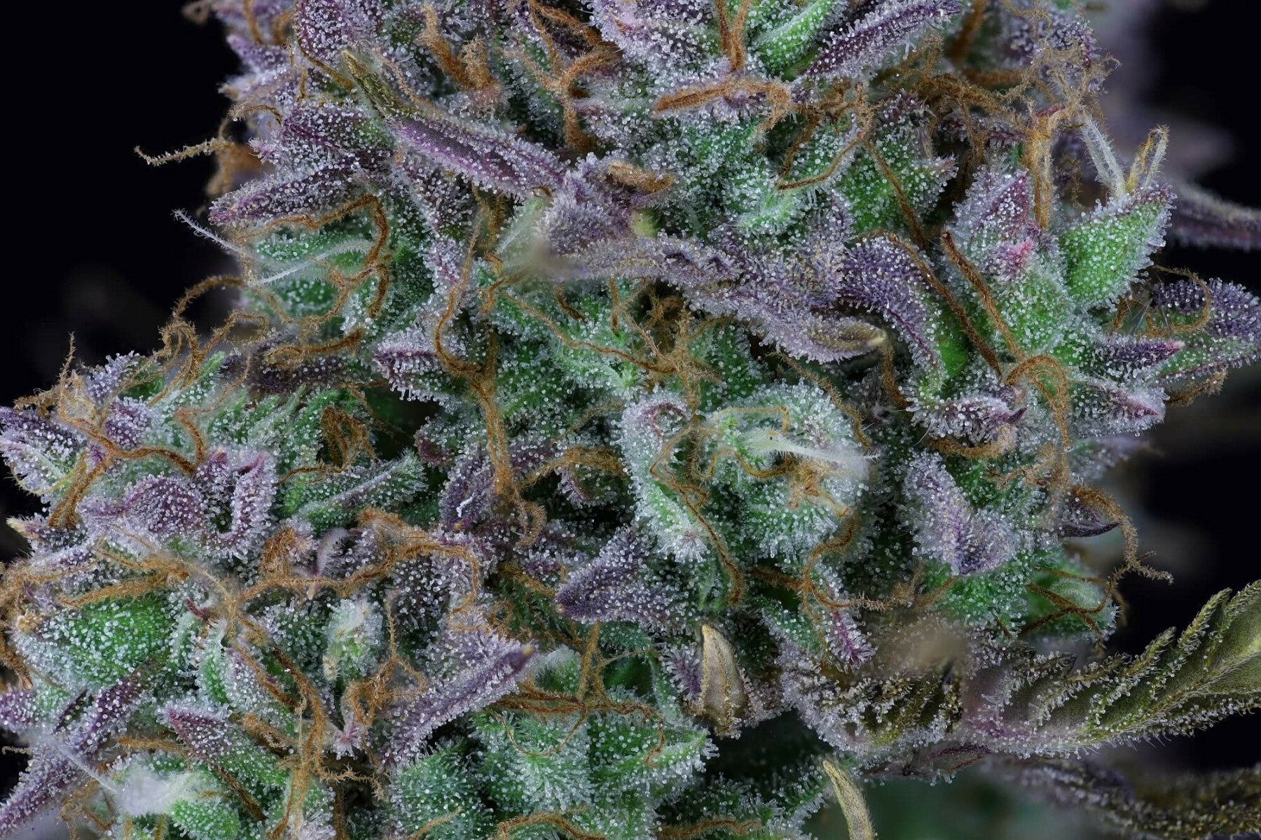 Seedsman - OG Kush Auto (auto/fem.)