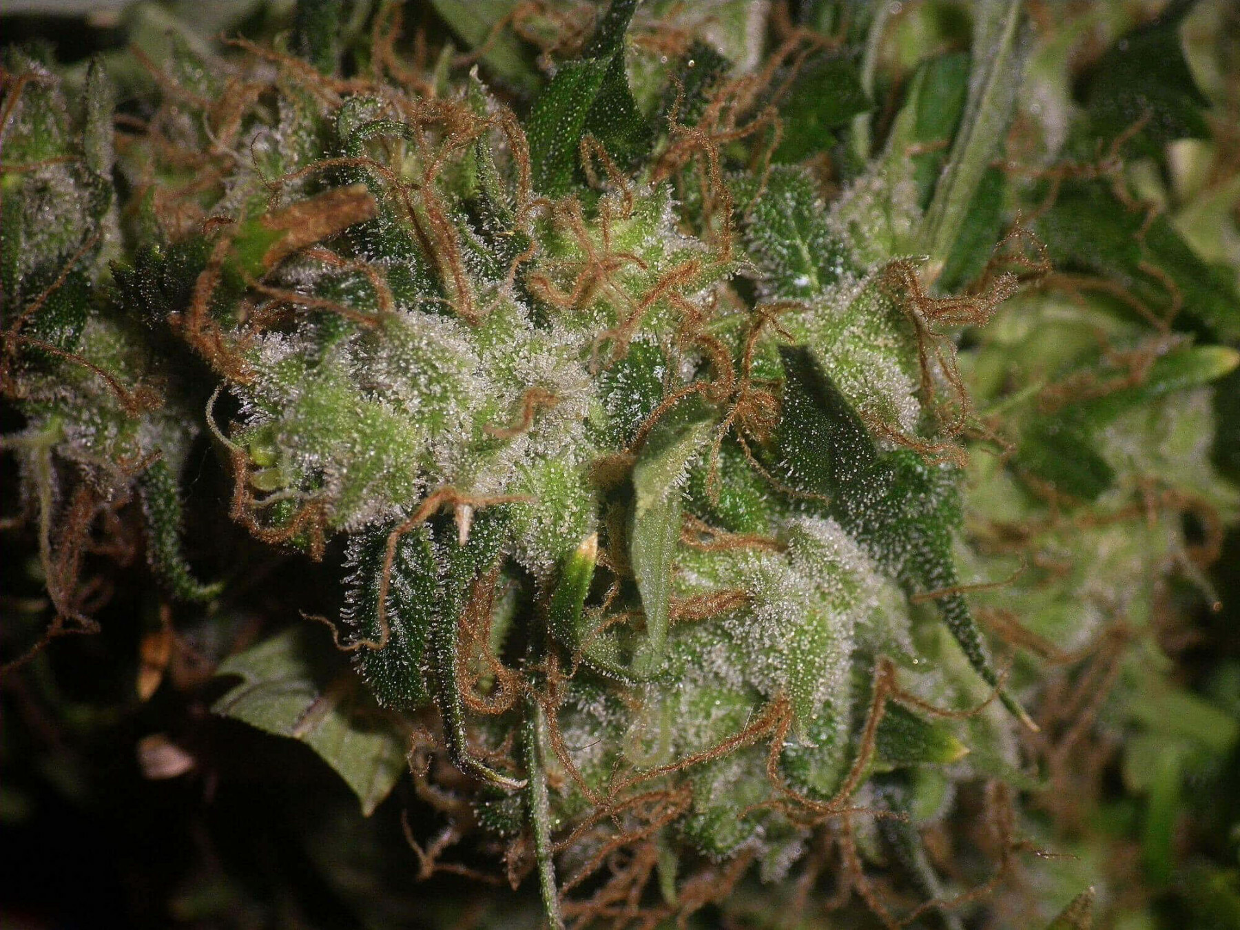 Seedsman - Original Afghani #1 (reg.)