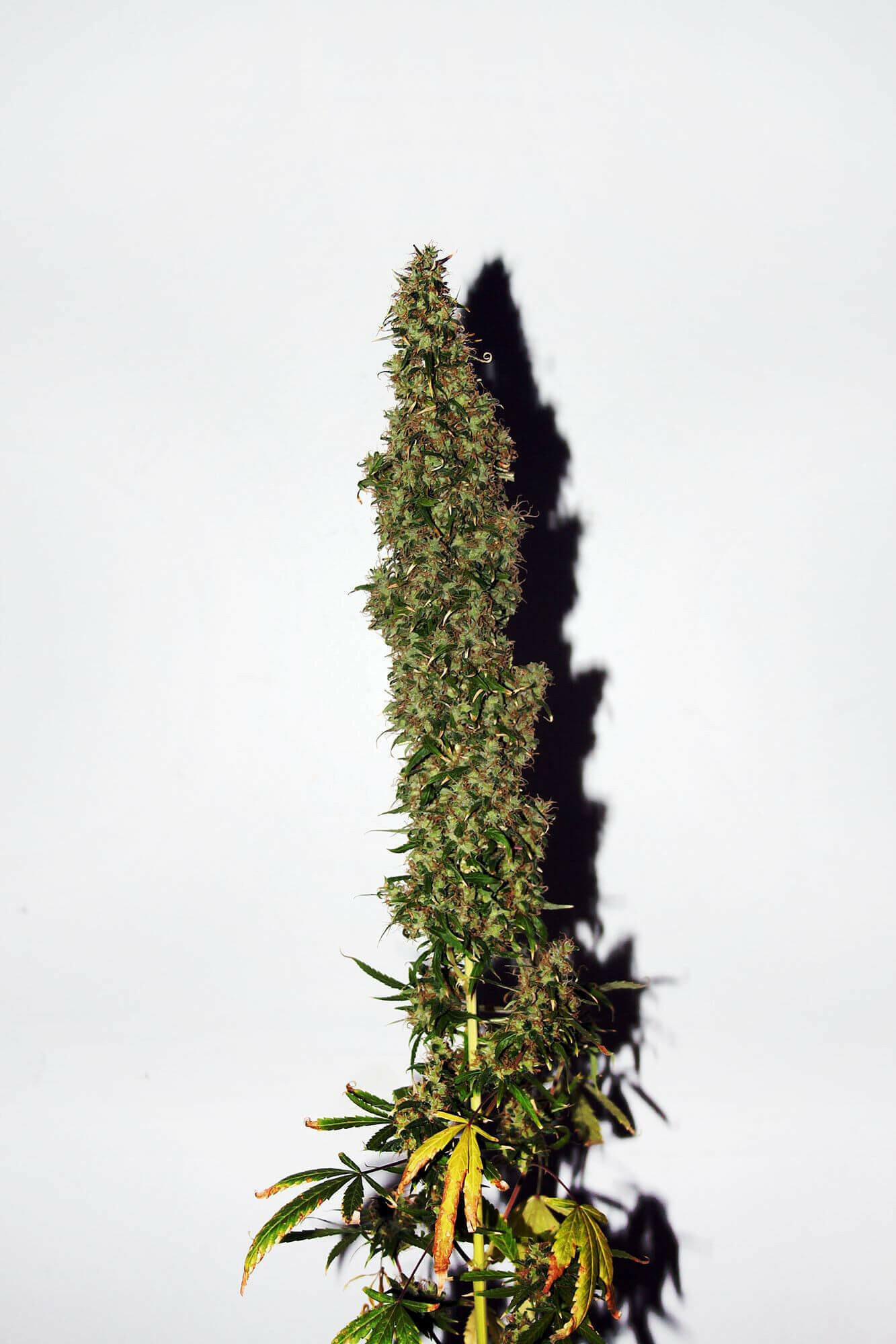 Seedsman - Original Afghani #1 (reg.)