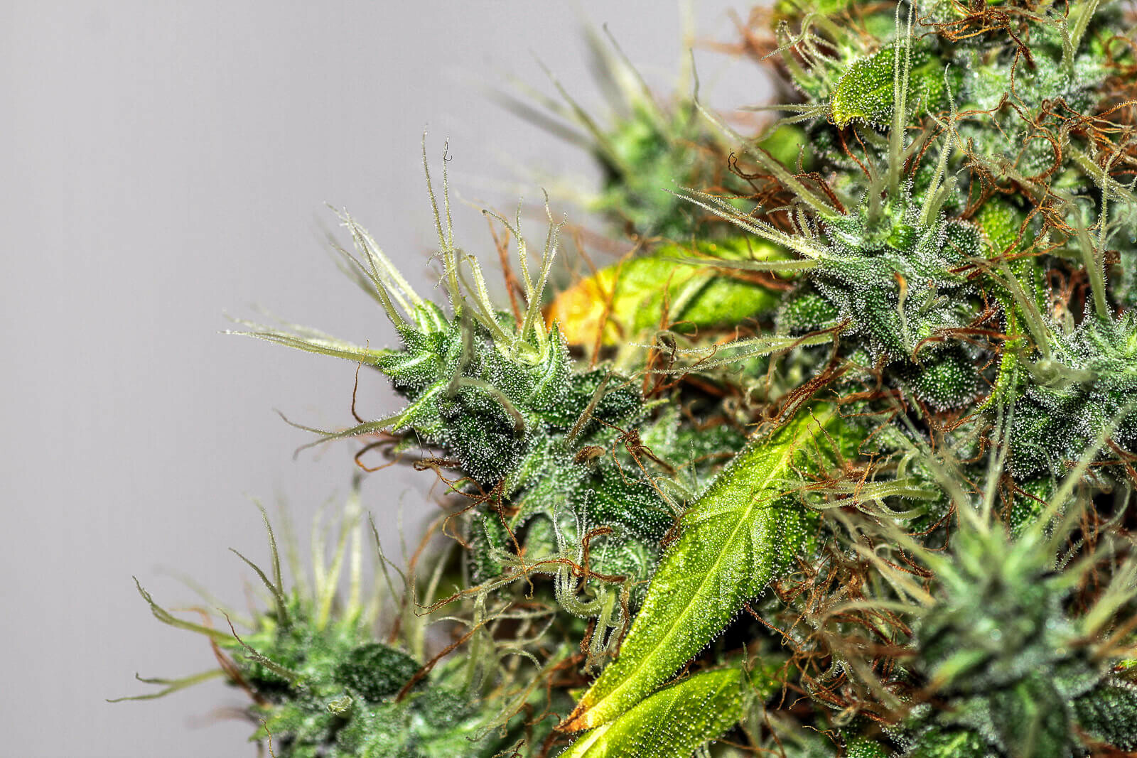 Seedsman - White Widow (fem.)