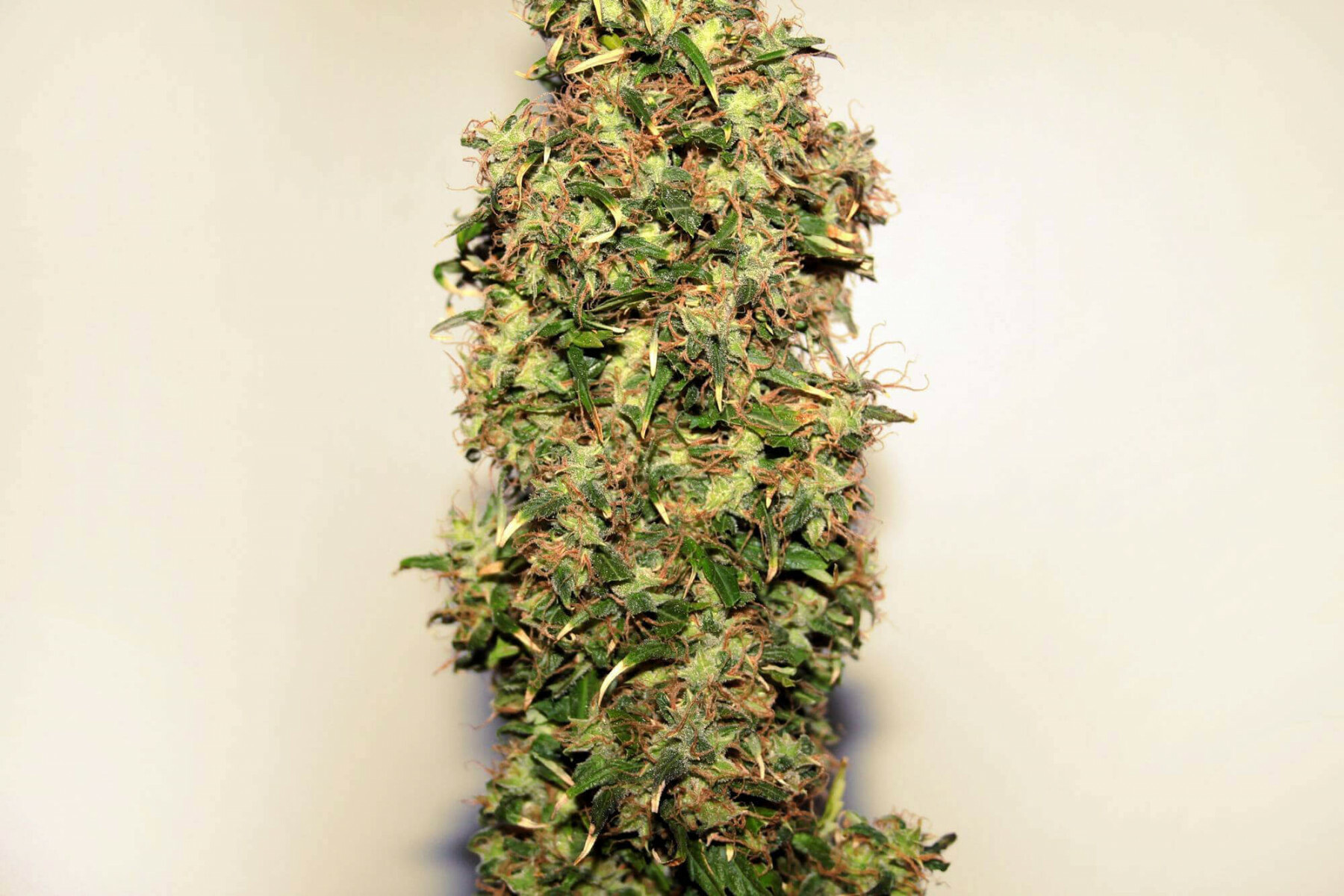 Seedsman - Original Afghani #1 (reg.)