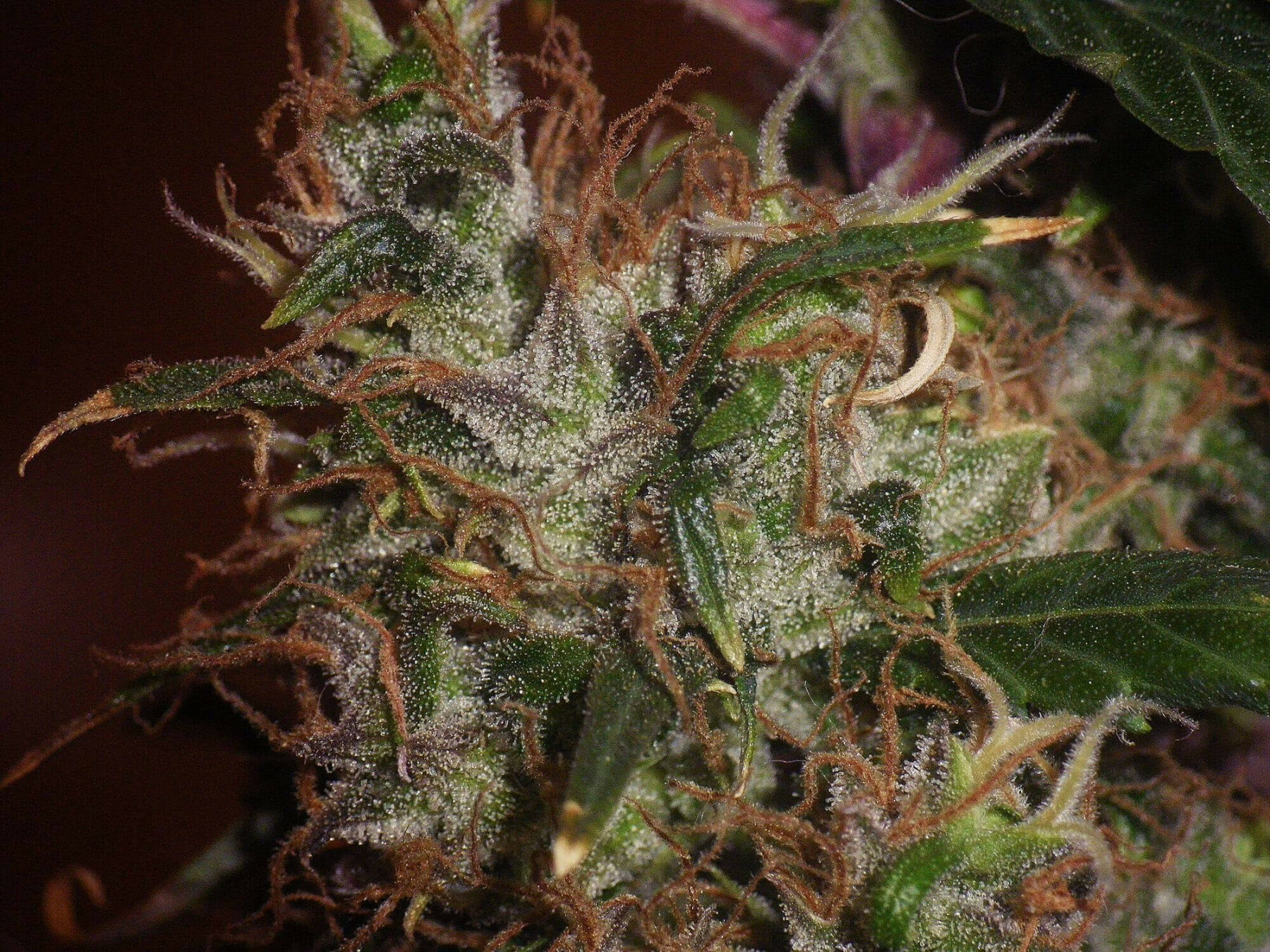 Seedsman - Original Afghani #1 (reg.)