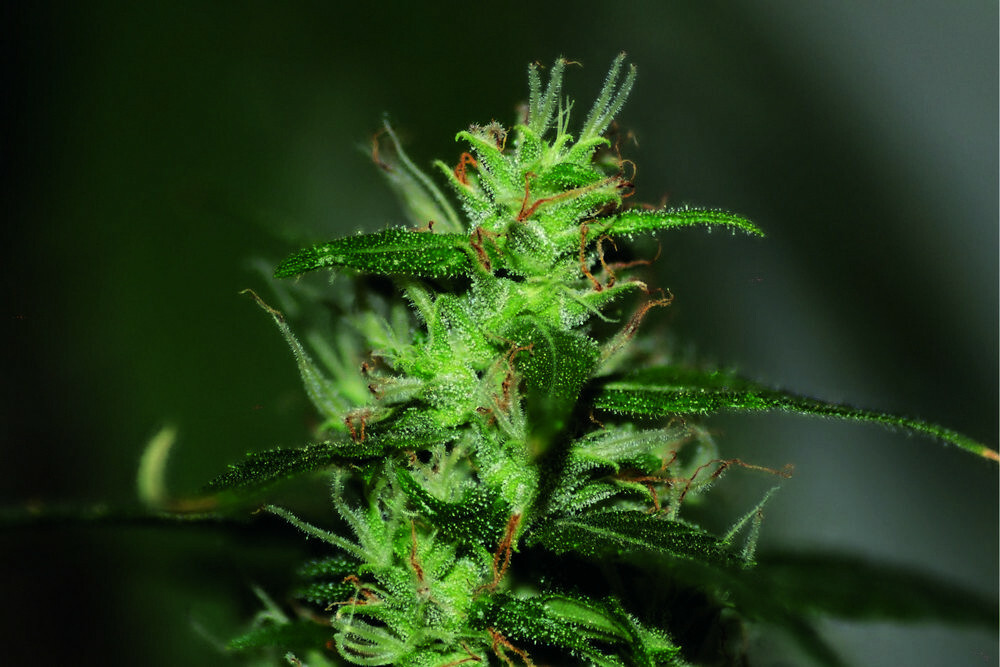 Seedsman - Original Afghani #1 (reg.)