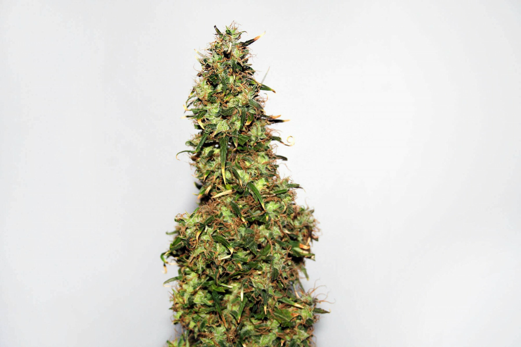 Seedsman - Original Afghani #1 (reg.)