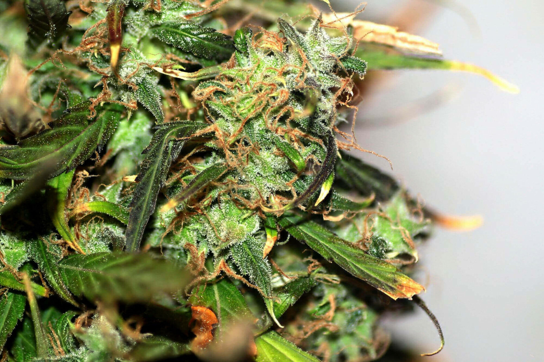 Seedsman - Original Afghani #1 (reg.)