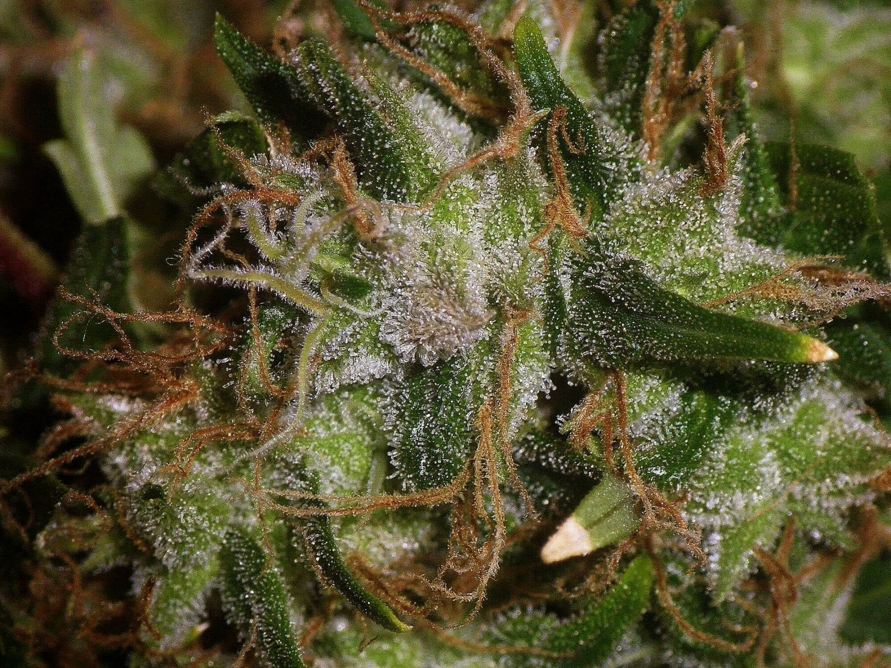 Seedsman - Original Afghani #1 (reg.)