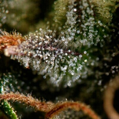 Seedsman - Original Afghani #1 (reg.) 00123