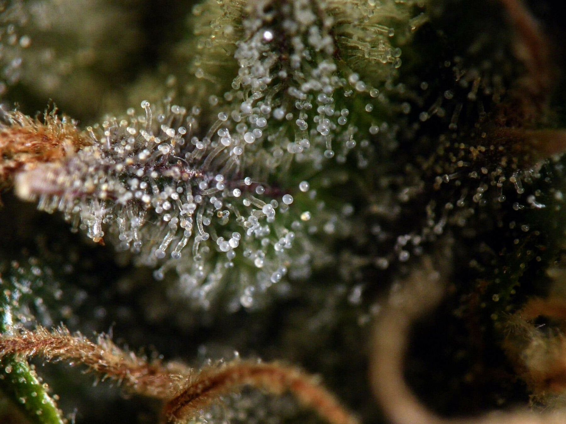 Seedsman - Original Afghani #1 (reg.)