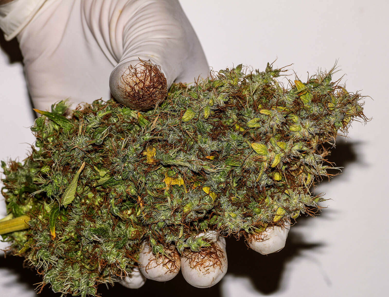 Seedsman - White Widow (fem.)