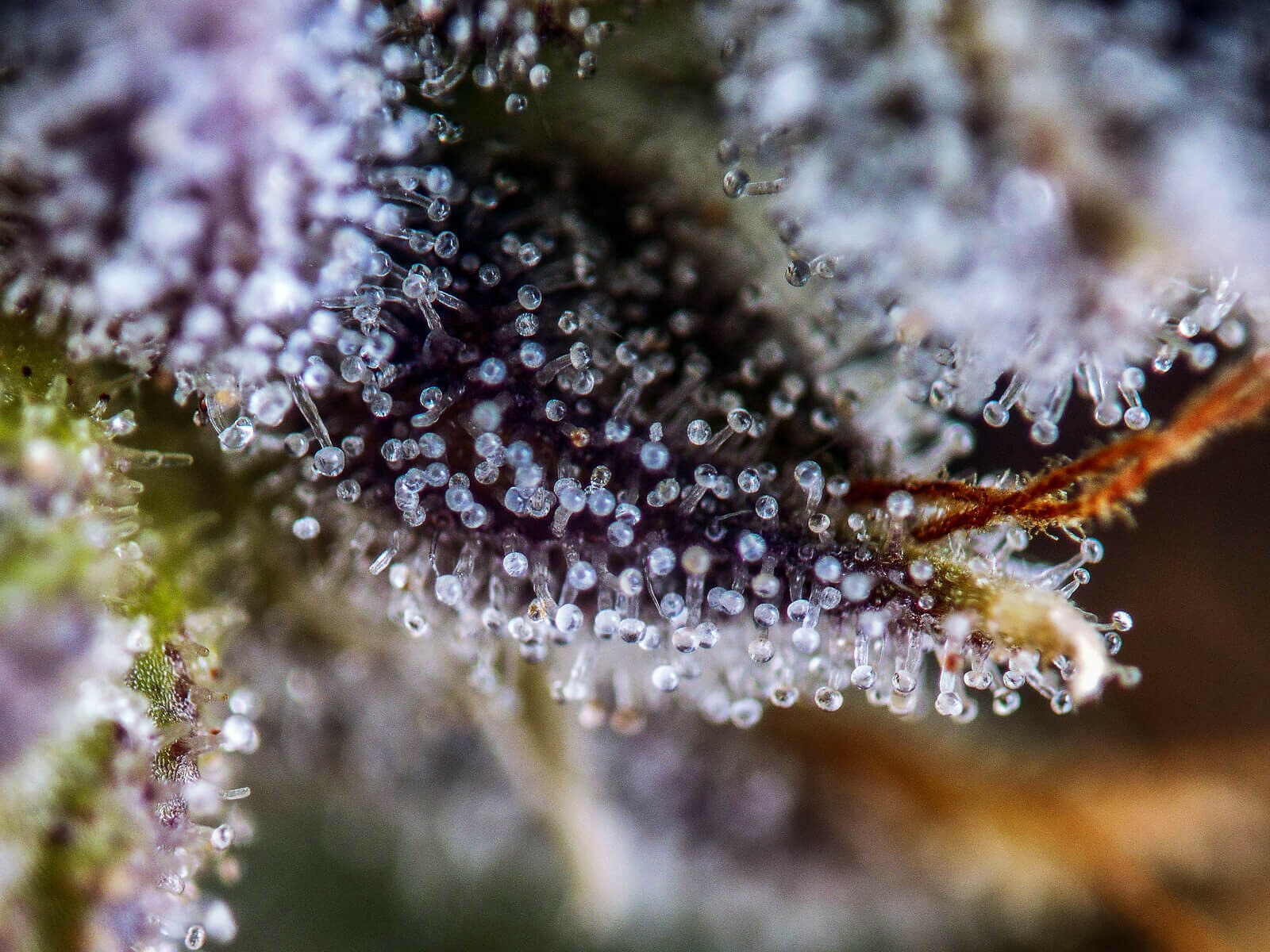 Seedsman - White Widow (fem.)