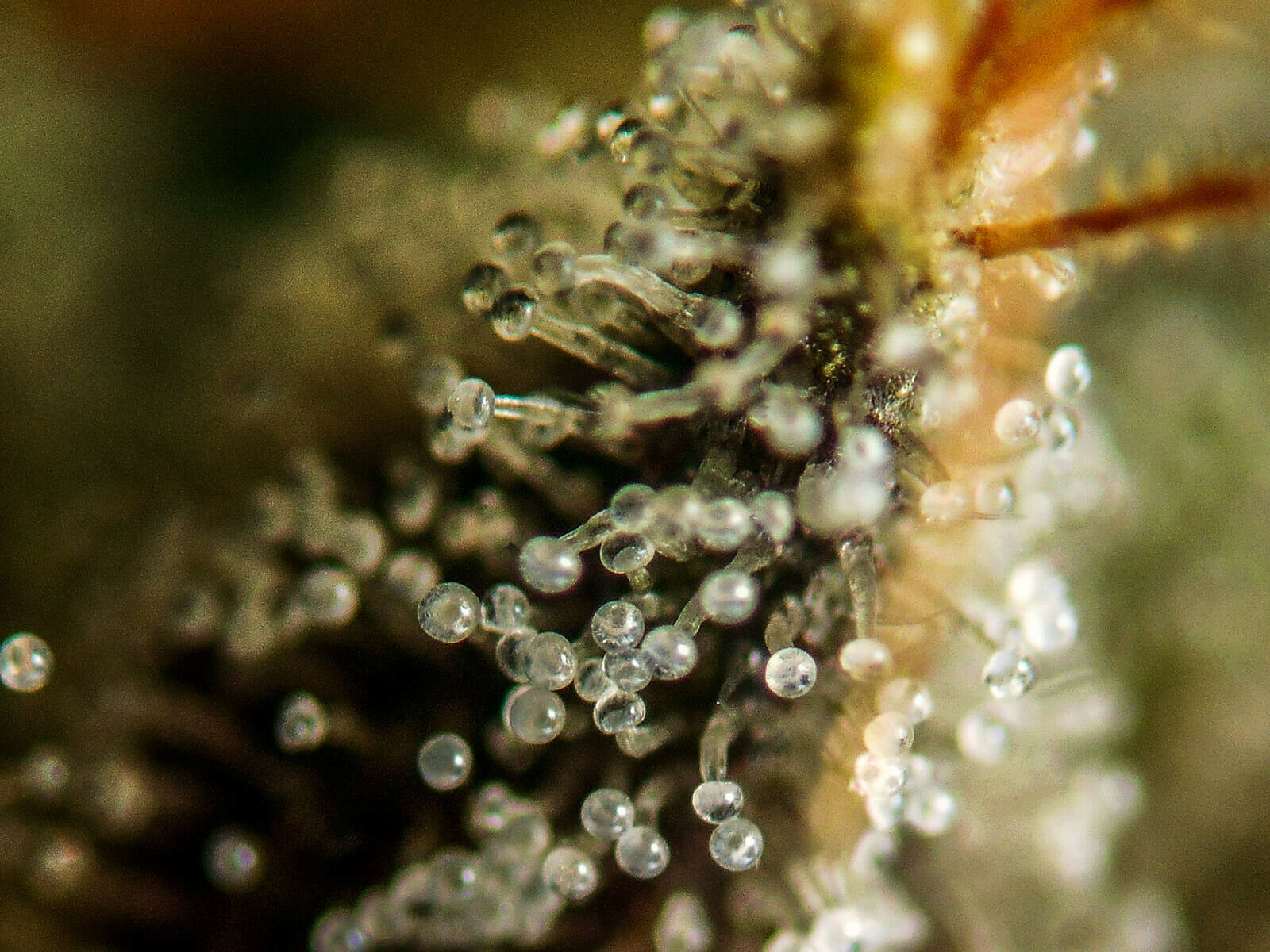Seedsman - White Widow (fem.)