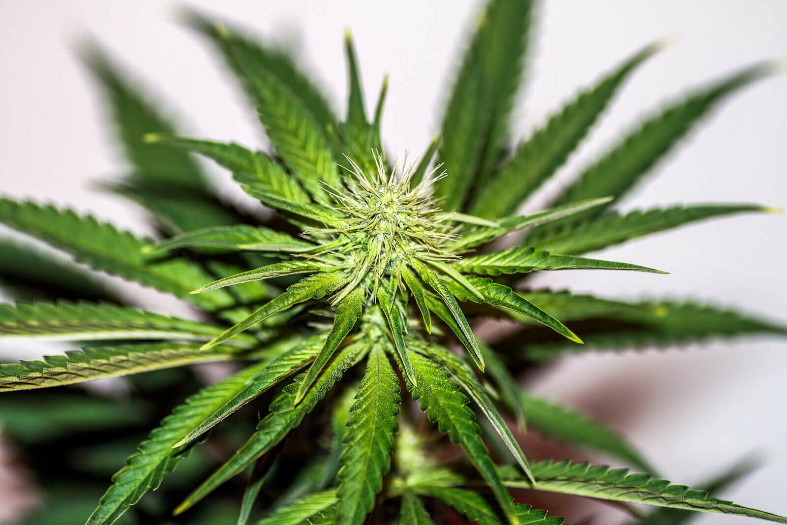 Seedsman - White Widow (fem.)