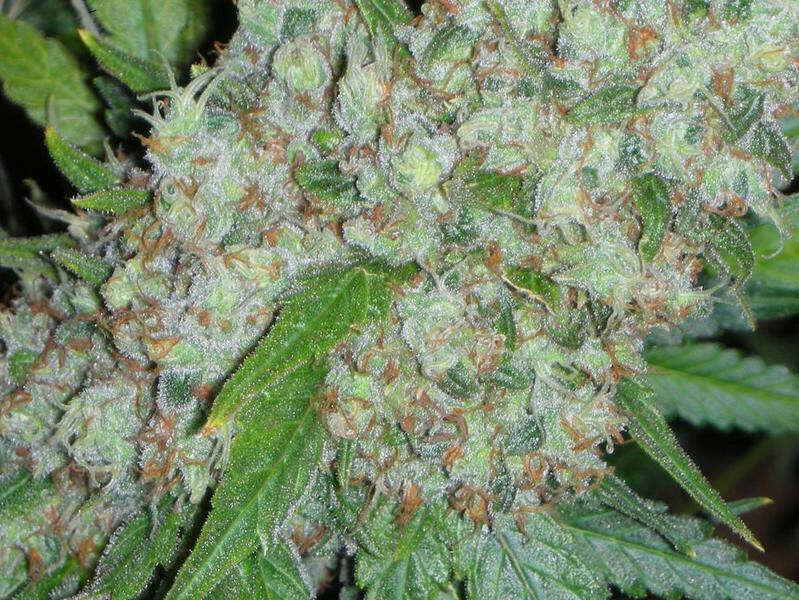Seedsman - Original Skunk #1 (reg.)