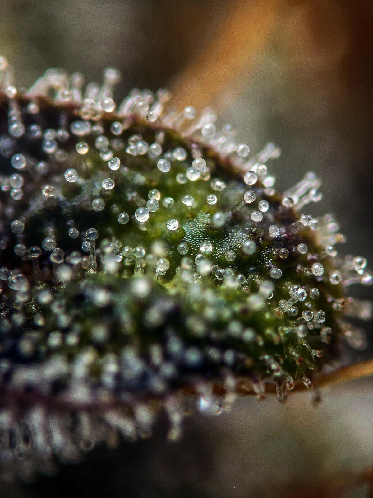Seedsman - White Widow (fem.)