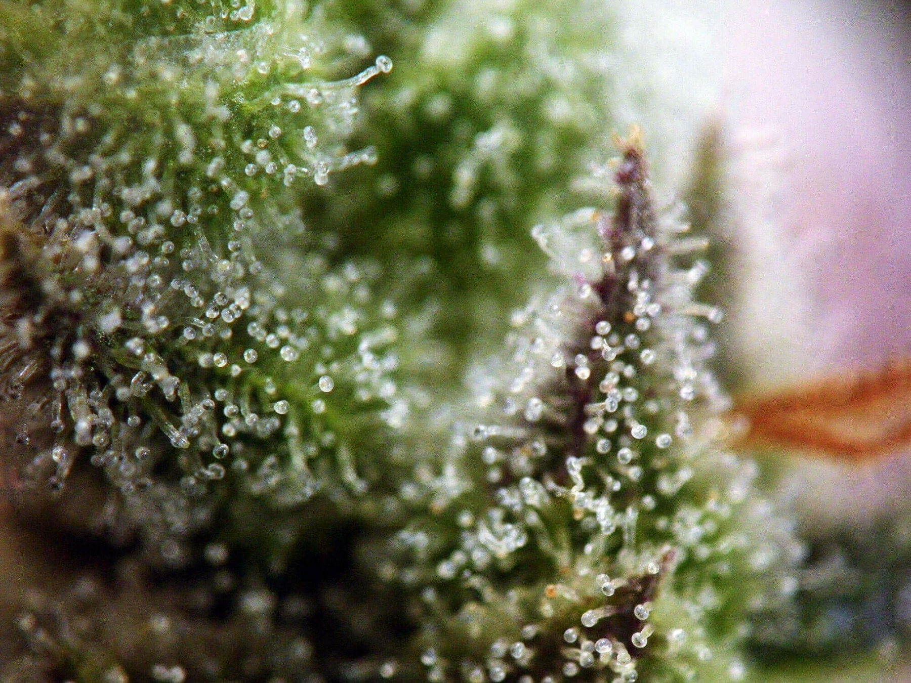 Seedsman - Early Durban (reg.)