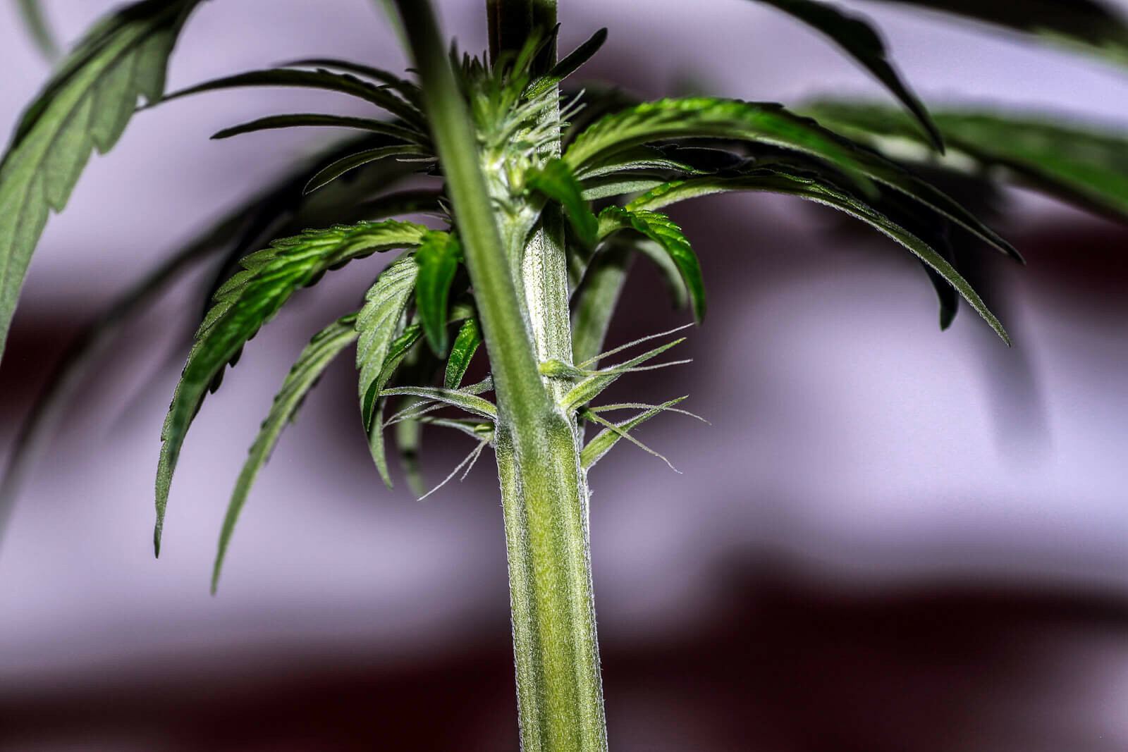 Seedsman - White Widow (fem.)