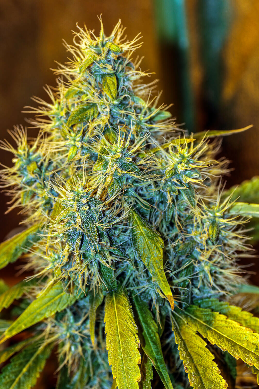Seedsman - White Widow (fem.)