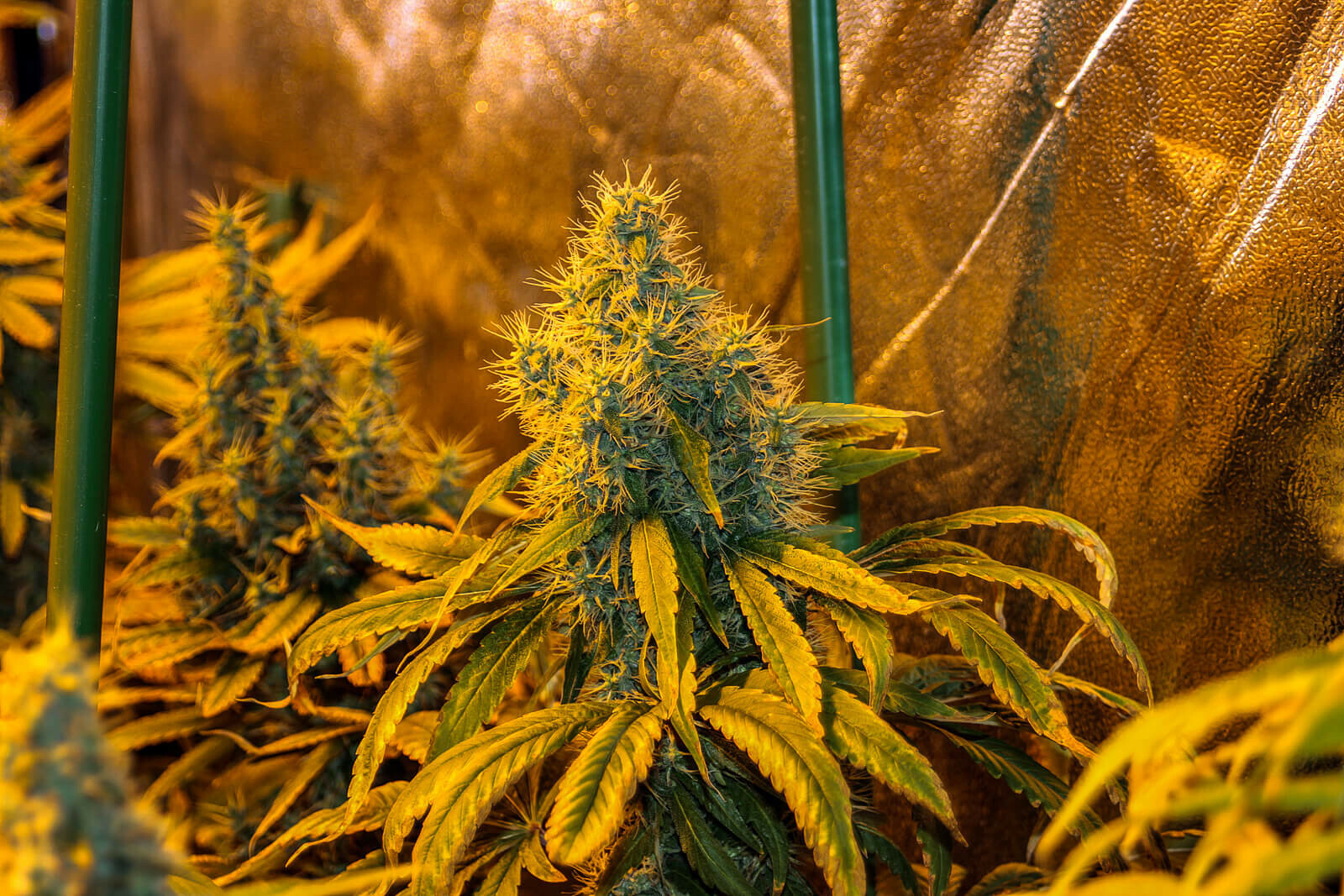 Seedsman - White Widow (fem.)