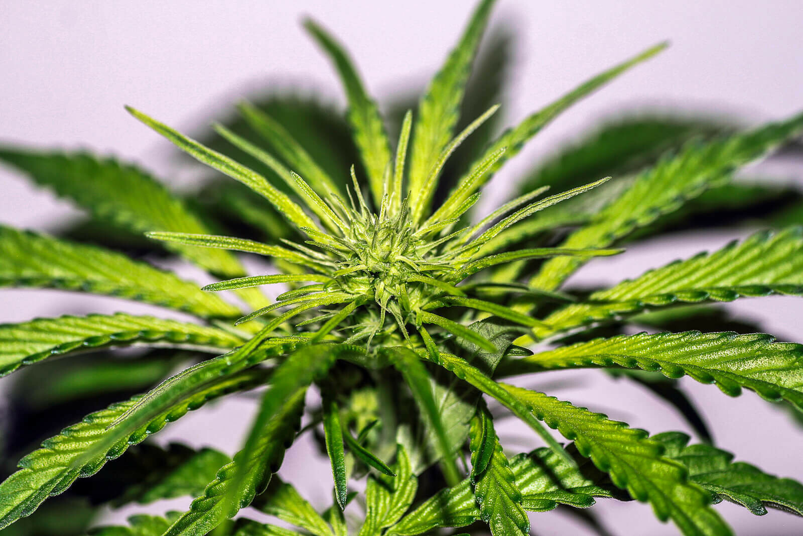 Seedsman - White Widow (fem.)