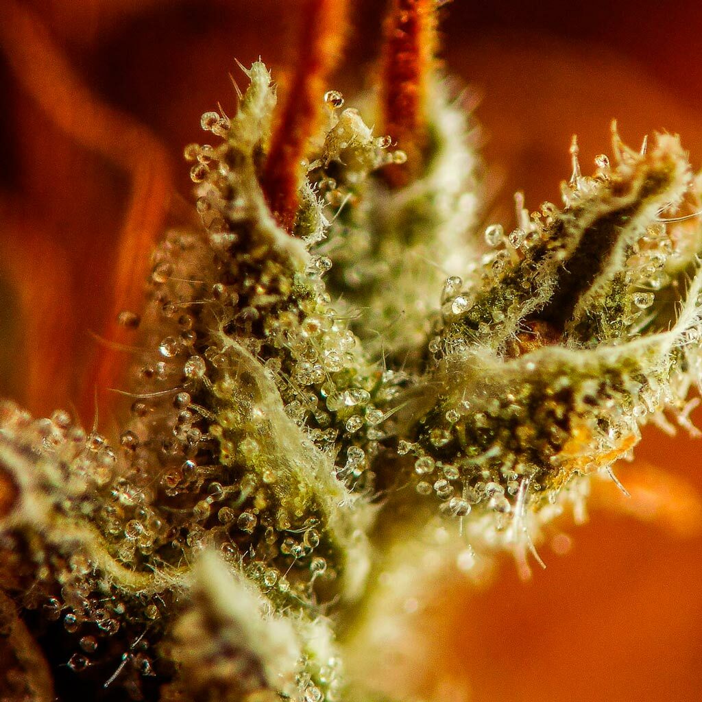 Seedsman - White Widow (fem.)
