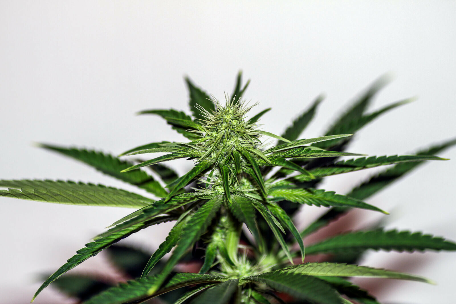 Seedsman - White Widow (fem.)