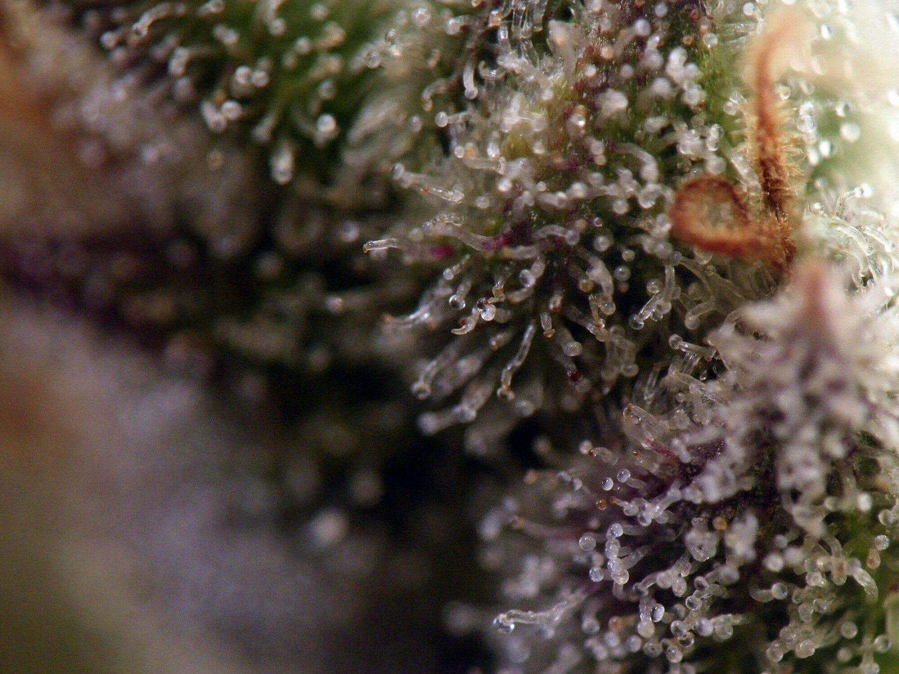 Seedsman - Early Durban (reg.)