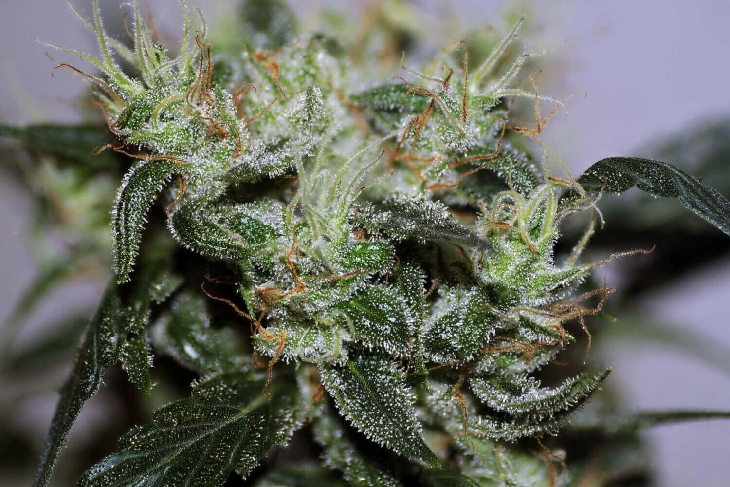 Seedsman - Early Durban (reg.)