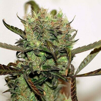 Seedsman - Early Durban (reg.) 00126