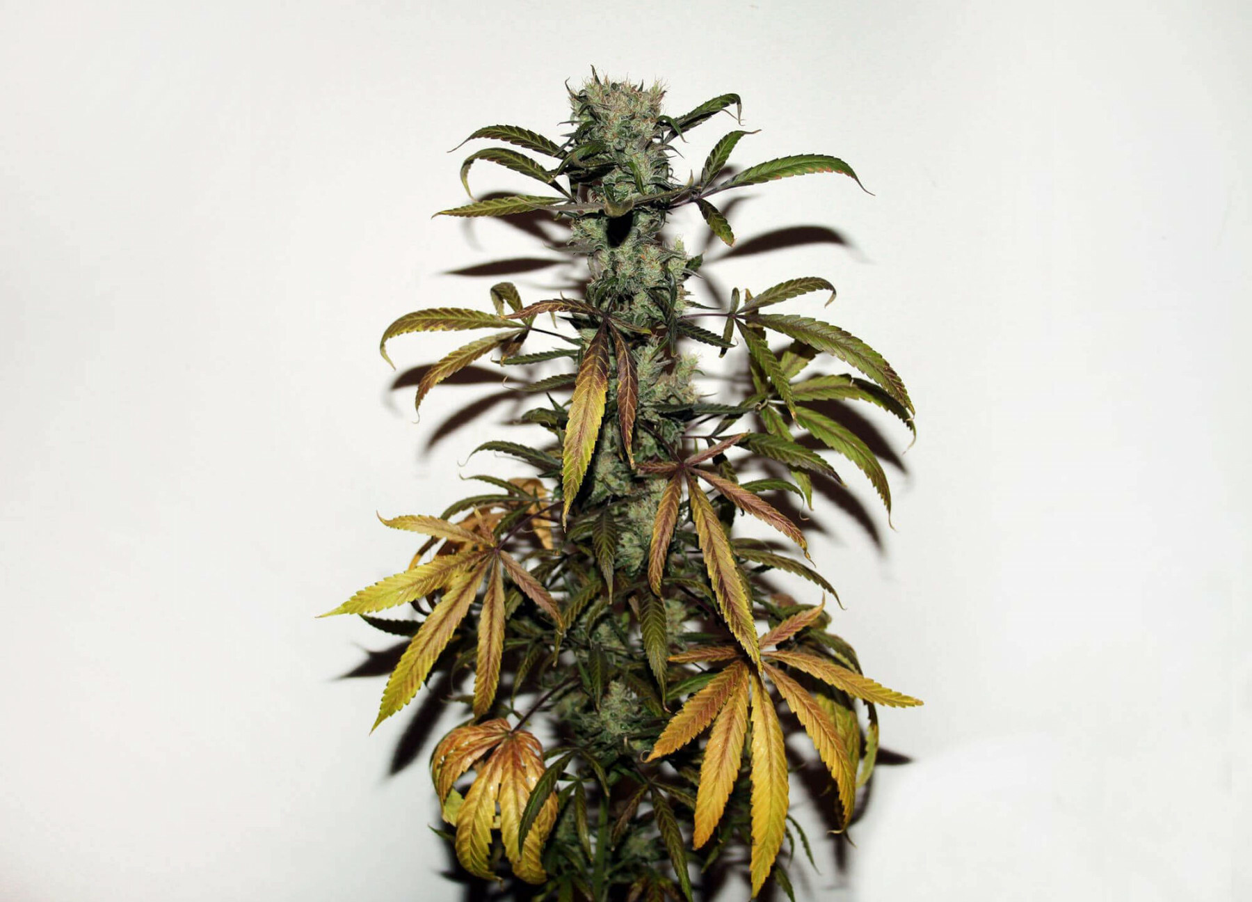 Seedsman - Early Durban (reg.)
