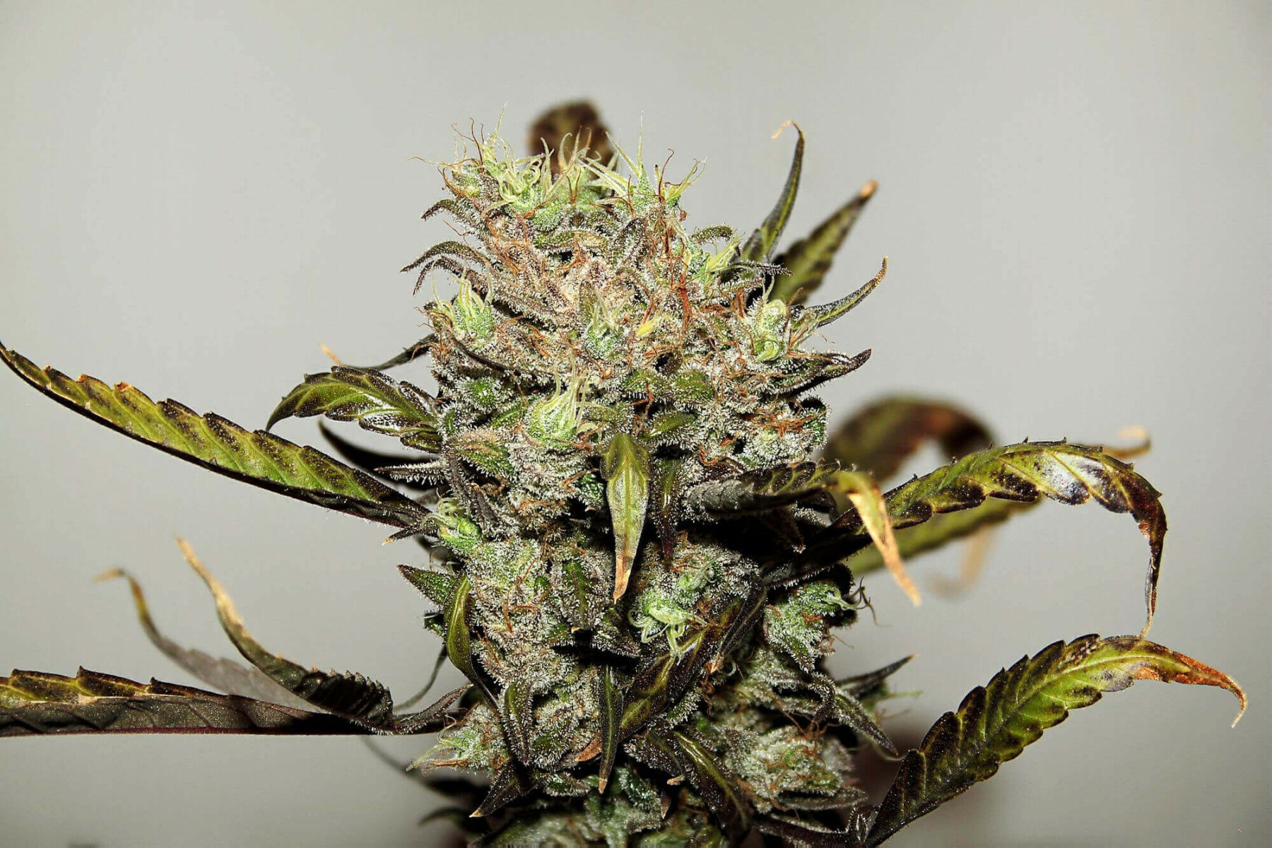 Seedsman - Early Durban (reg.)
