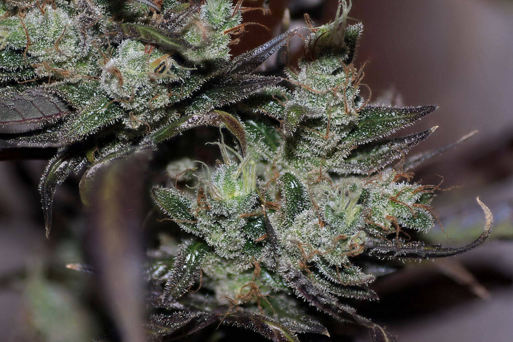 Seedsman - Early Durban (reg.)