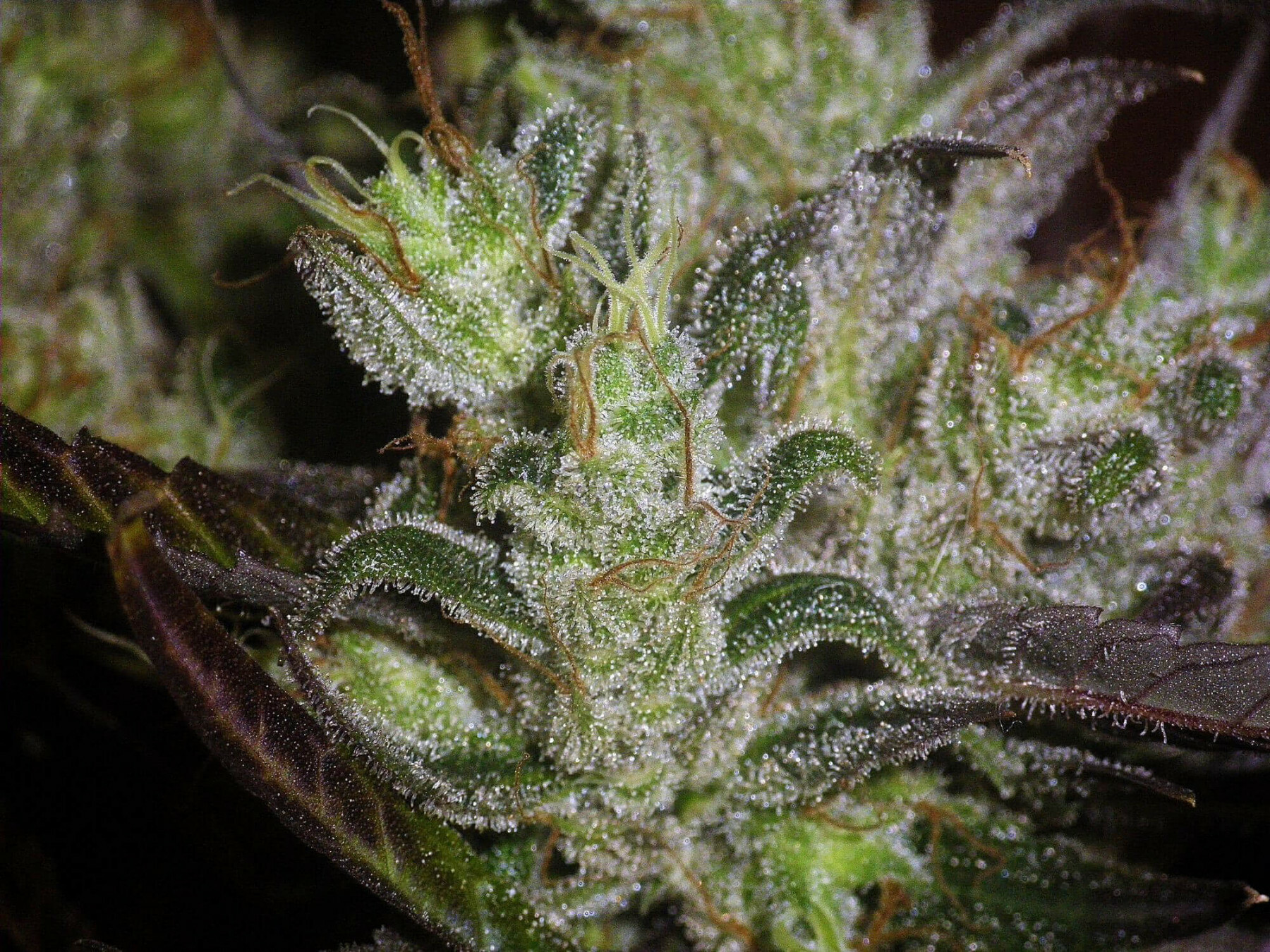 Seedsman - Early Durban (reg.)