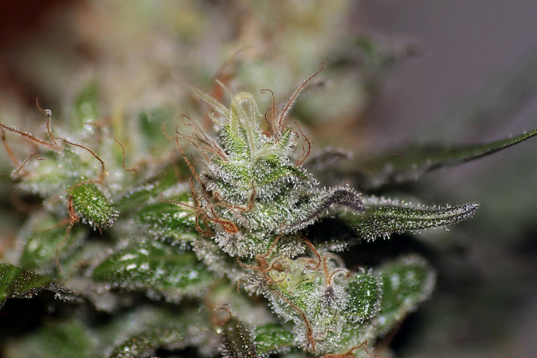 Seedsman - Early Durban (reg.)