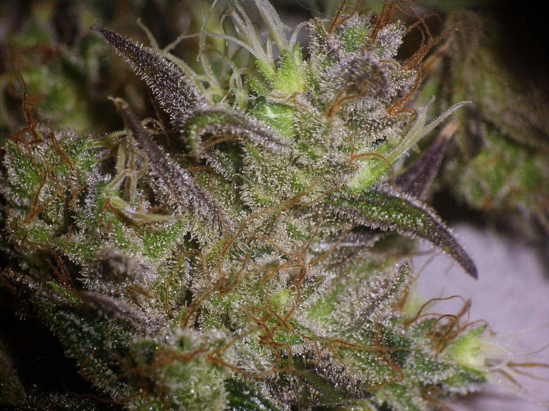 Seedsman - Early Durban (reg.)