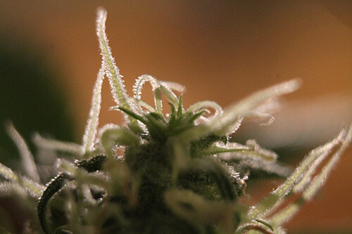 Seedsman - Amnesia (reg.)