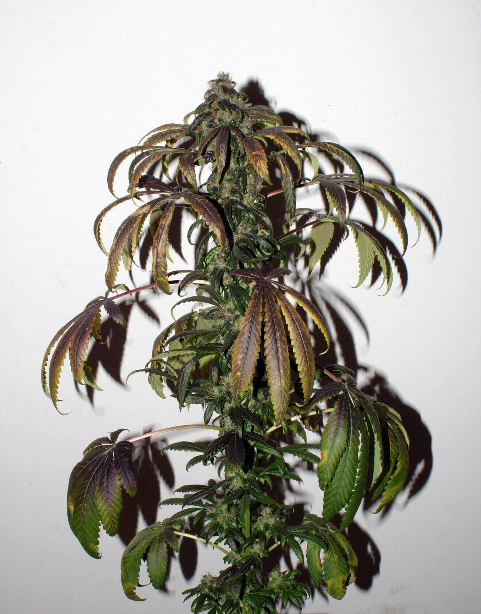 Seedsman - Purple Bud (reg.)