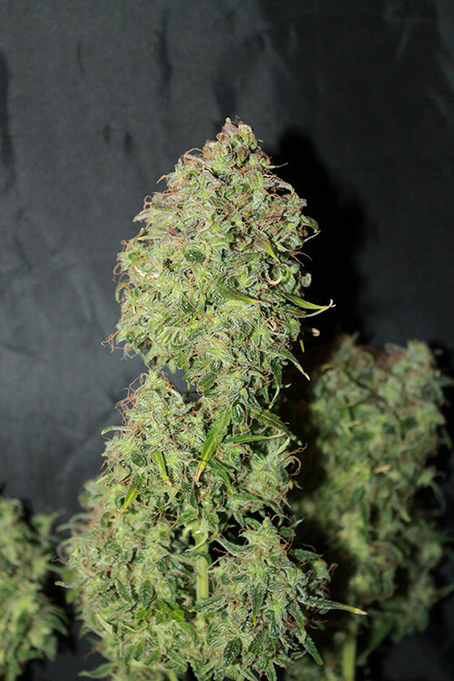 Seedsman - Amnesia (reg.)